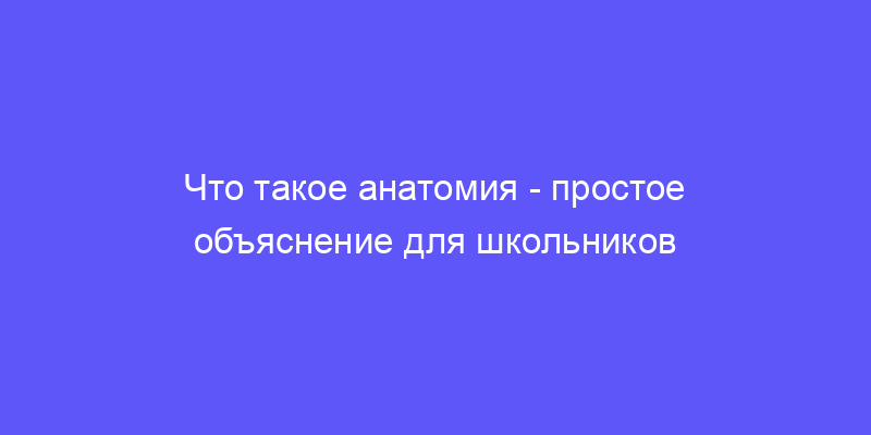 что такое анатомия: объясняем простыми словами!