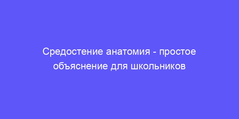 средостение анатомия: объясняем простыми словами!
